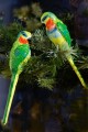 Fig Parrot